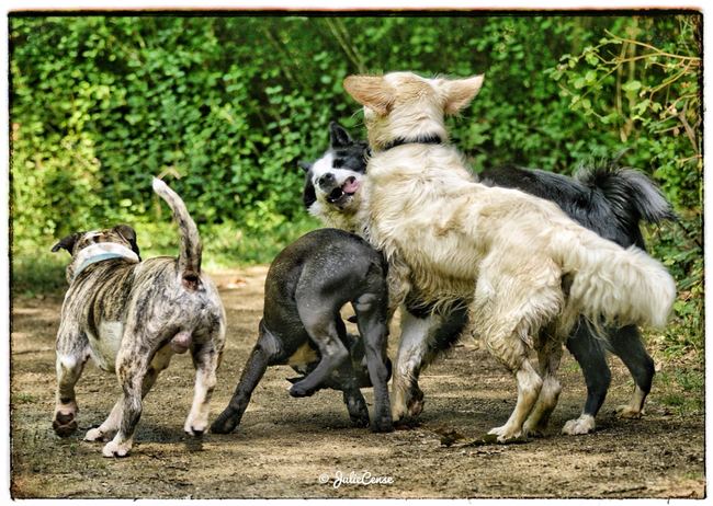Séances en extérieur — photographie animalière Julie Cense