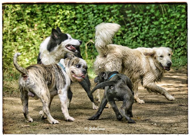 Séances en extérieur — photographie animalière Julie Cense
