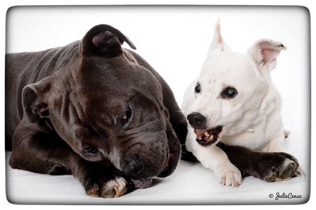 Portraits en studio — photographie animalière Julie Cense