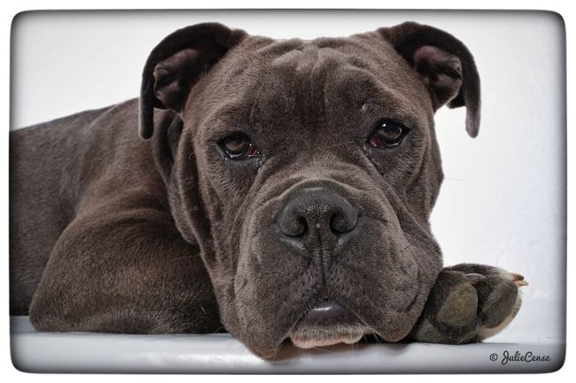 Portraits en studio — photographie animalière Julie Cense