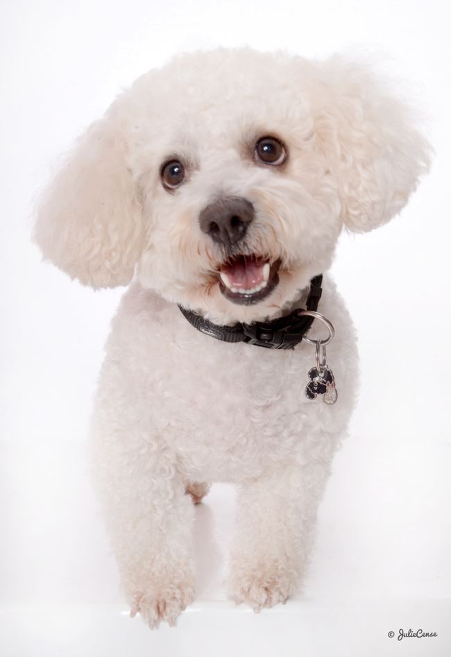 Portraits en studio — photographie animalière Julie Cense