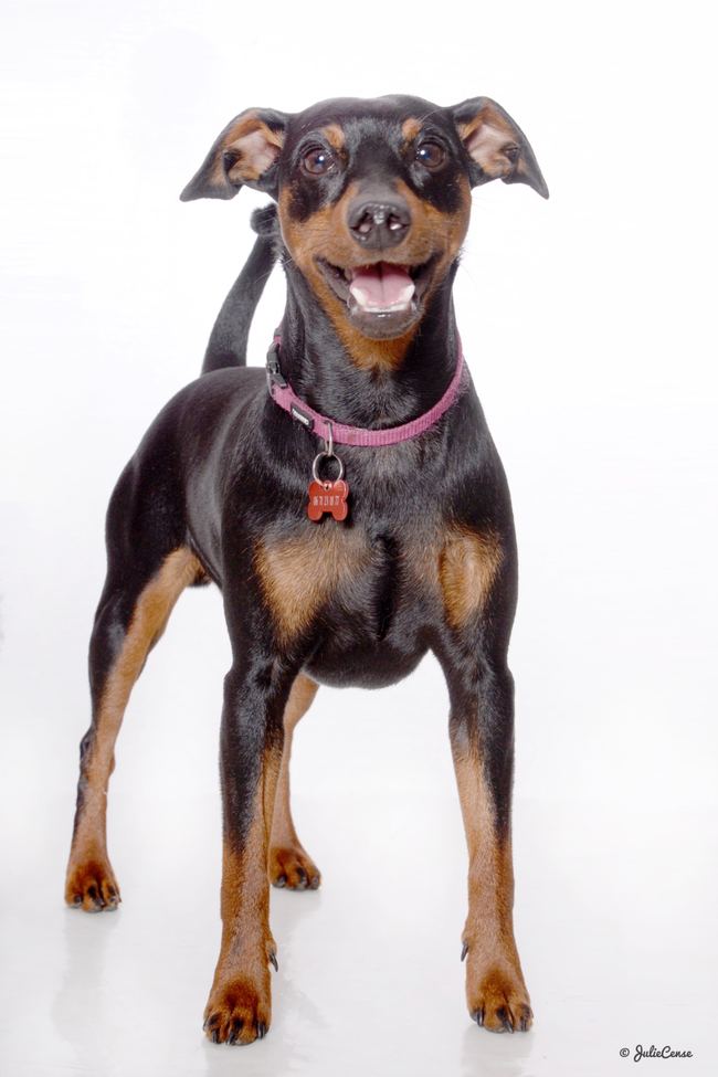 Portraits en studio — photographie animalière Julie Cense