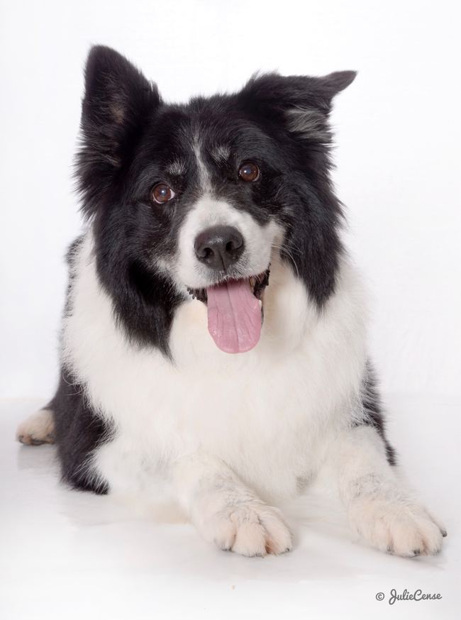 Portraits en studio — photographie animalière Julie Cense