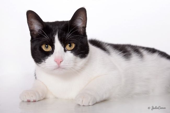 Portraits en studio — photographie animalière Julie Cense