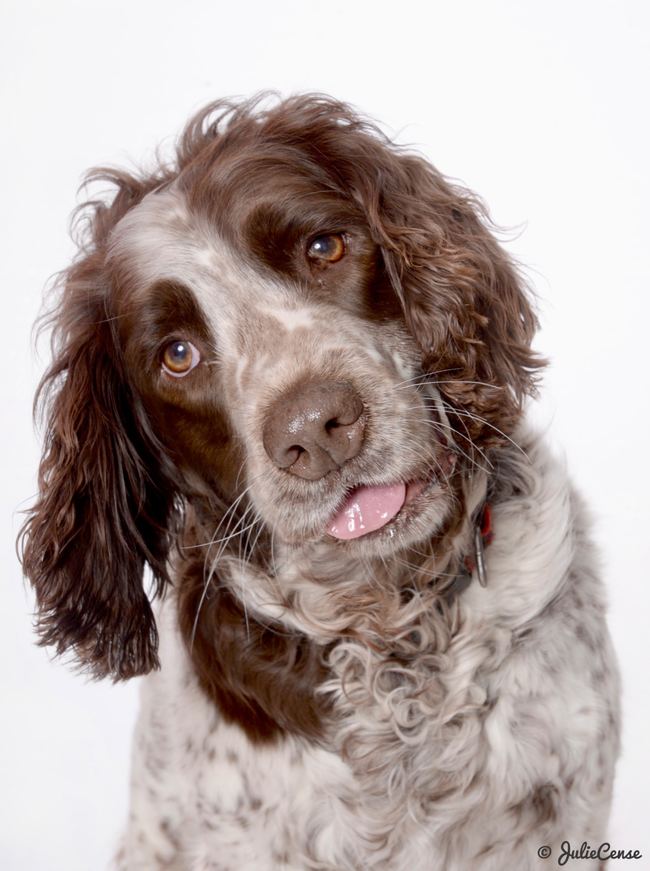 Portraits en studio — photographie animalière Julie Cense