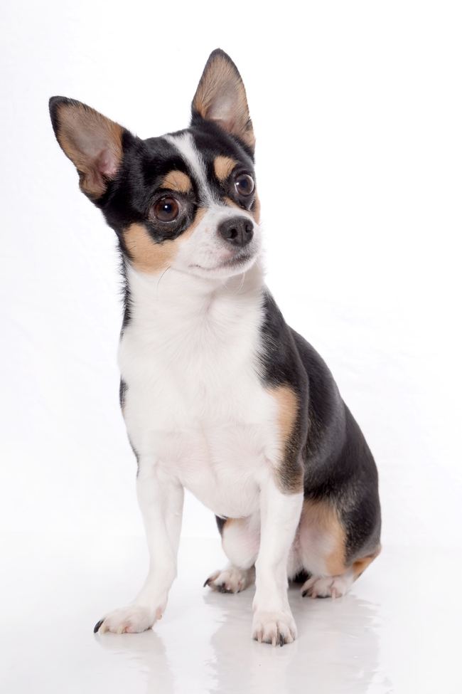 Portraits en studio — photographie animalière Julie Cense