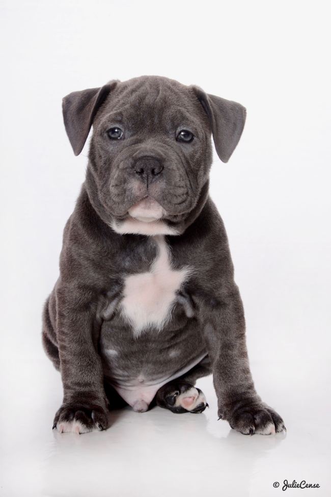 Portraits en studio — photographie animalière Julie Cense